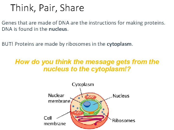 Think, Pair, Share Genes that are made of DNA are the instructions for making