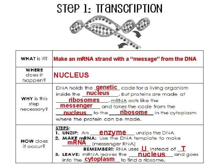 Make an m. RNA strand with a “message” from the DNA NUCLEUS genetic nucleus