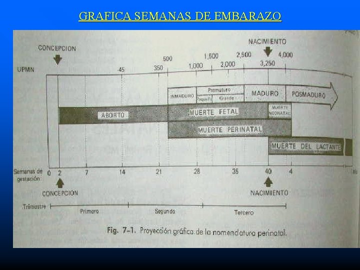 GRAFICA SEMANAS DE EMBARAZO 