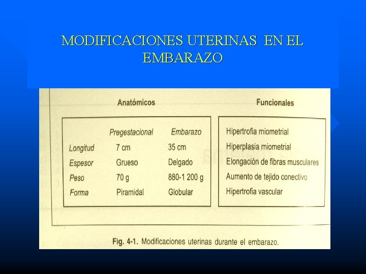 MODIFICACIONES UTERINAS EN EL EMBARAZO 