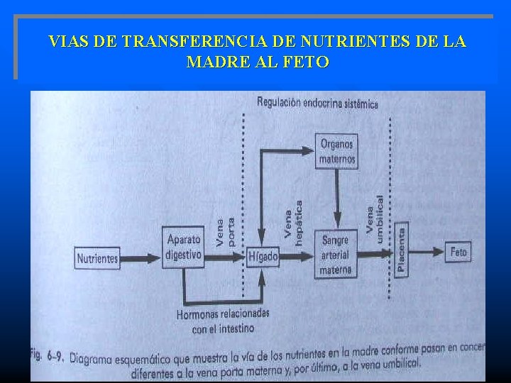 VIAS DE TRANSFERENCIA DE NUTRIENTES DE LA MADRE AL FETO 