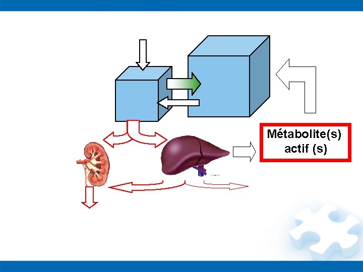 Métabolite(s) actif (s) 