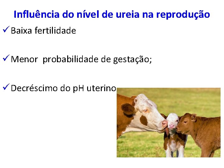 Influência do nível de ureia na reprodução ü Baixa fertilidade ü Menor probabilidade de