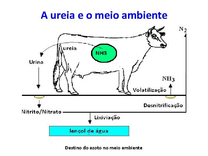 A ureia e o meio ambiente Destino do azoto no meio ambiente 