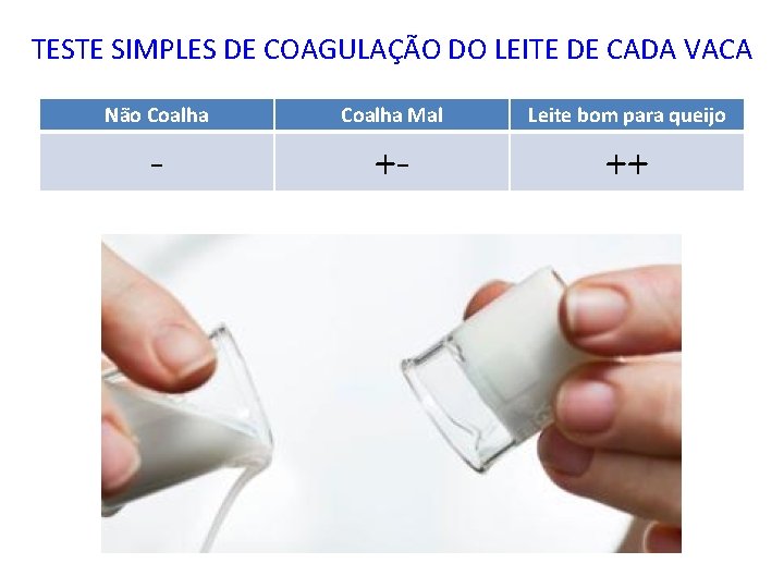 TESTE SIMPLES DE COAGULAÇÃO DO LEITE DE CADA VACA Não Coalha Mal Leite bom