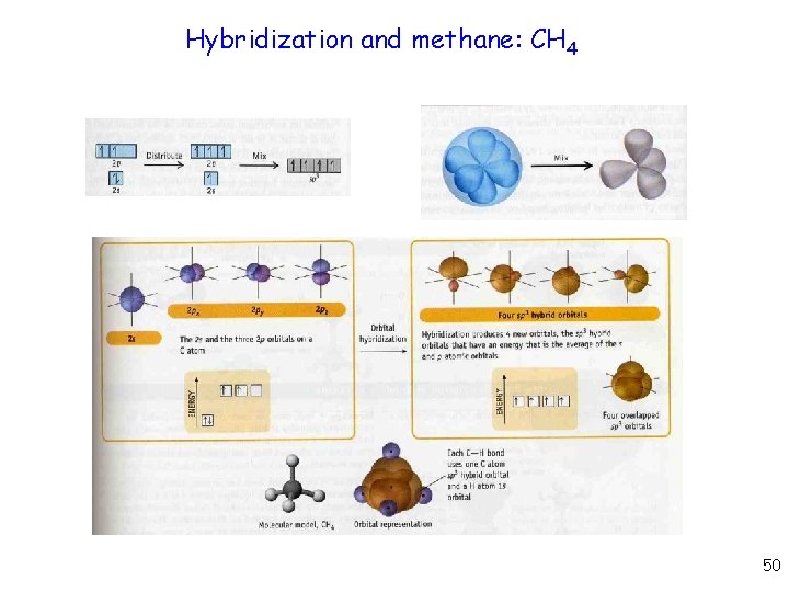 Hybridization and methane: CH 4 50 