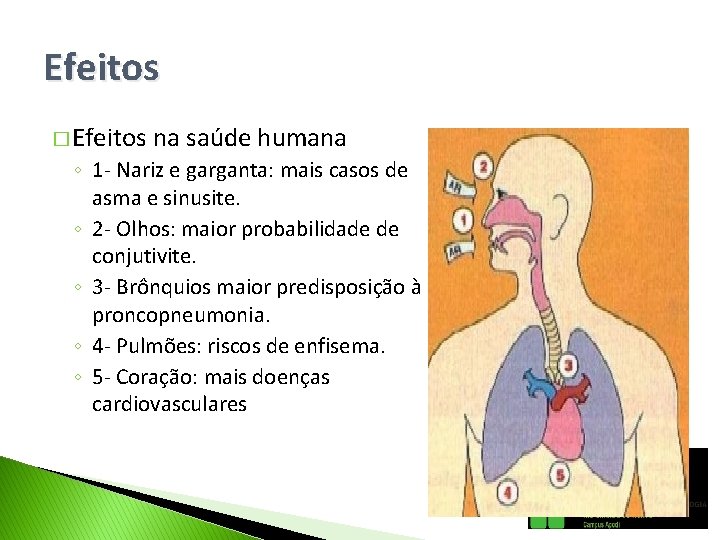 Efeitos � Efeitos na saúde humana ◦ 1 - Nariz e garganta: mais casos