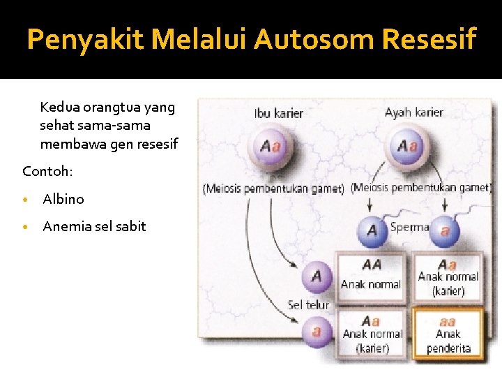 Penyakit Melalui Autosom Resesif Kedua orangtua yang sehat sama-sama membawa gen resesif Contoh: •