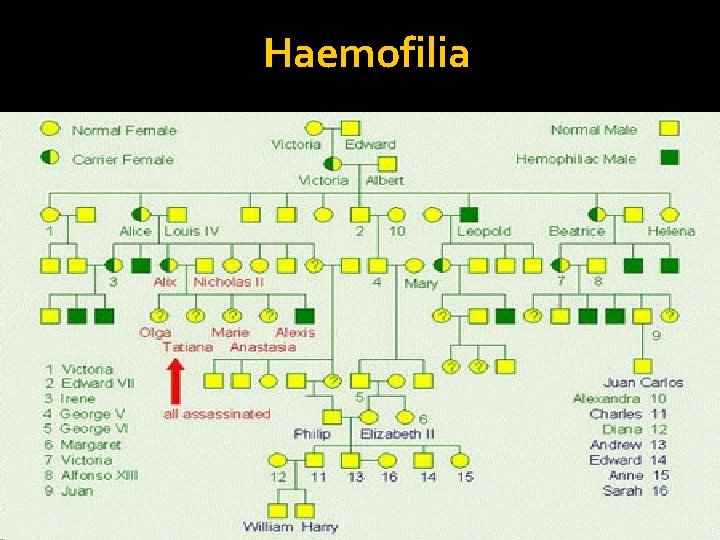 Haemofilia 