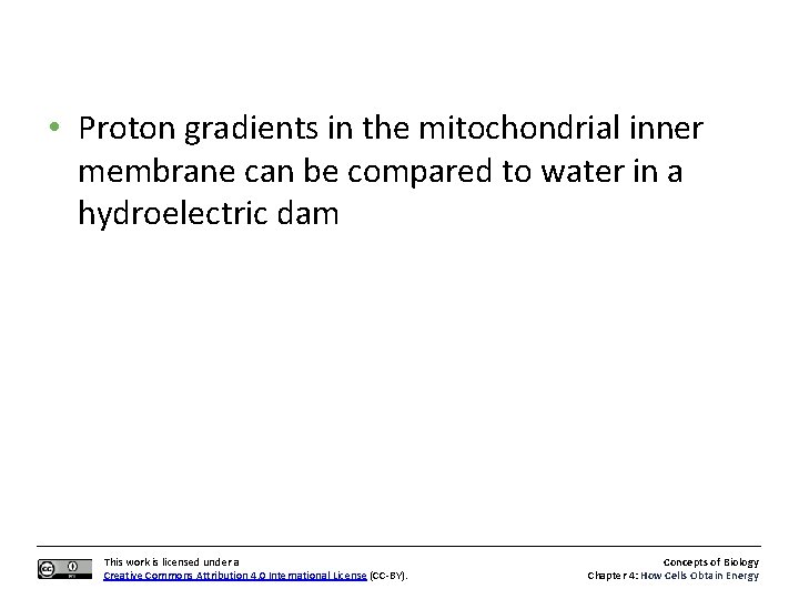  • Proton gradients in the mitochondrial inner membrane can be compared to water