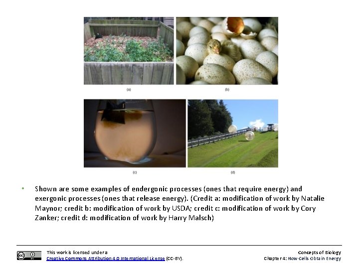  • Shown are some examples of endergonic processes (ones that require energy) and