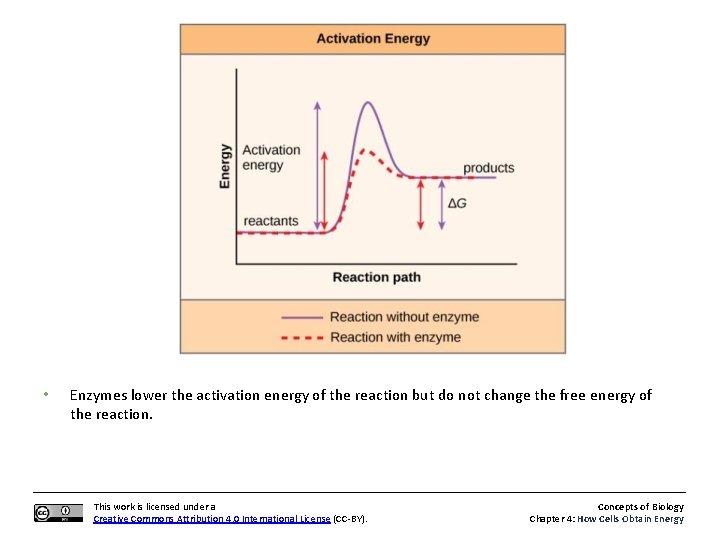  • Enzymes lower the activation energy of the reaction but do not change