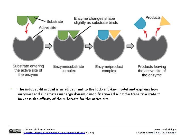  • The induced-fit model is an adjustment to the lock-and-key model and explains