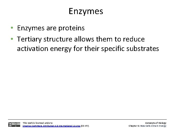 Enzymes • Enzymes are proteins • Tertiary structure allows them to reduce activation energy