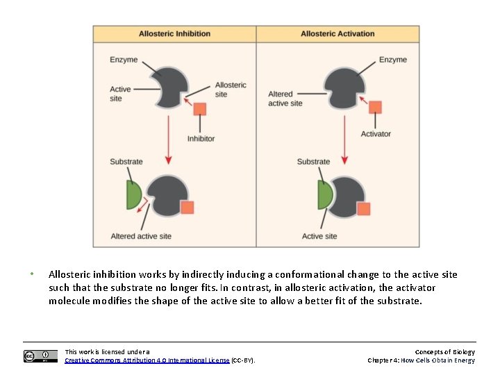  • Allosteric inhibition works by indirectly inducing a conformational change to the active