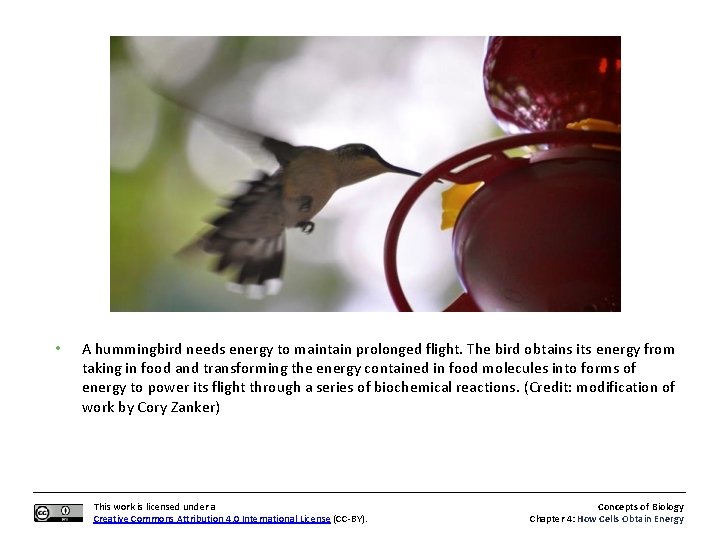  • A hummingbird needs energy to maintain prolonged flight. The bird obtains its
