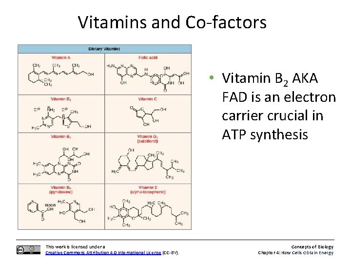 Vitamins and Co-factors • Vitamin B 2 AKA FAD is an electron carrier crucial