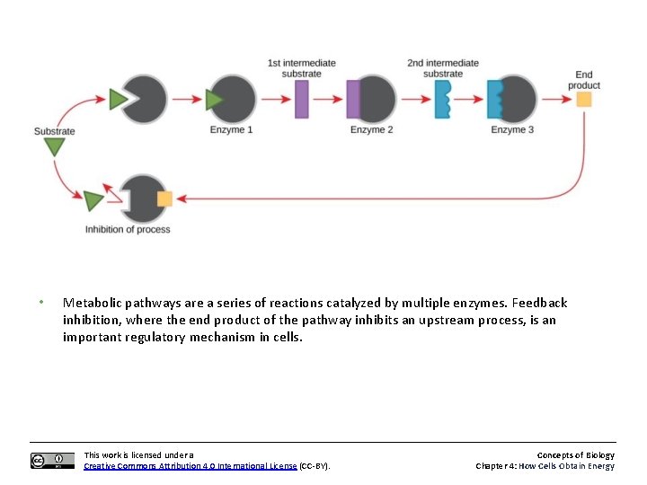  • Metabolic pathways are a series of reactions catalyzed by multiple enzymes. Feedback