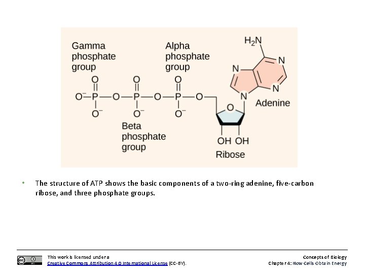  • The structure of ATP shows the basic components of a two-ring adenine,