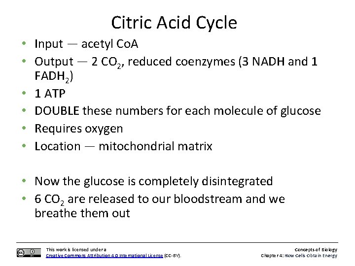 Citric Acid Cycle • Input — acetyl Co. A • Output — 2 CO