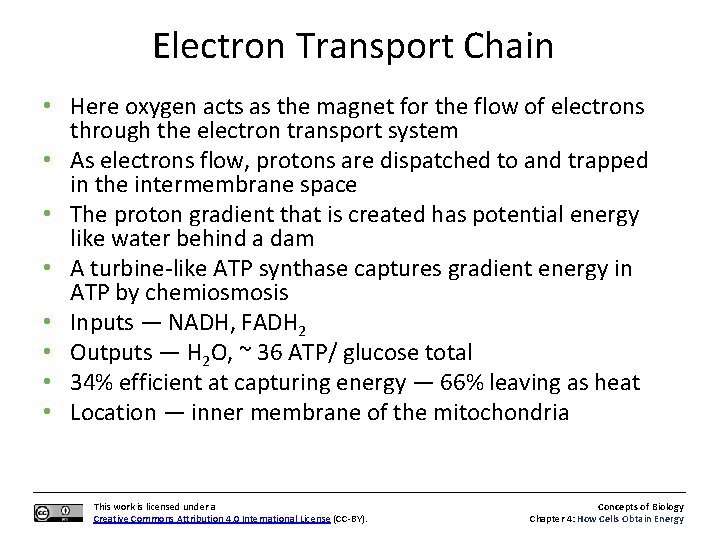 Electron Transport Chain • Here oxygen acts as the magnet for the flow of