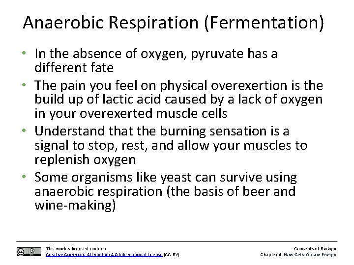 Anaerobic Respiration (Fermentation) • In the absence of oxygen, pyruvate has a different fate