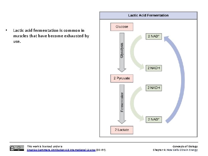  • Lactic acid fermentation is common in muscles that have become exhausted by