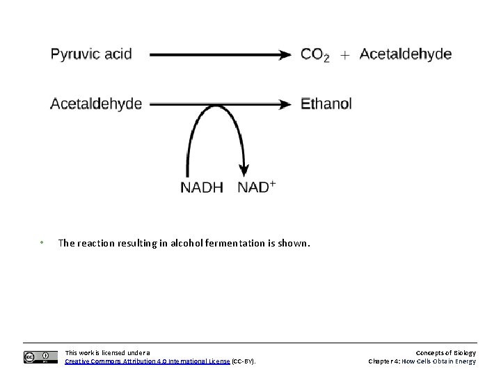  • The reaction resulting in alcohol fermentation is shown. This work is licensed