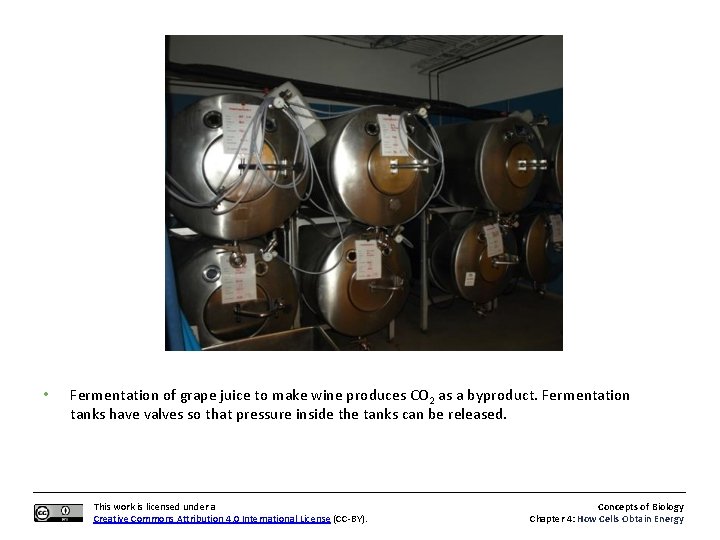  • Fermentation of grape juice to make wine produces CO 2 as a