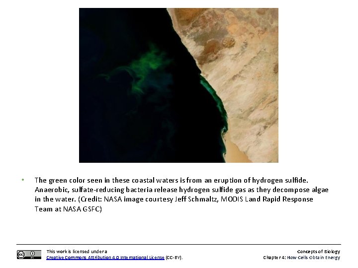  • The green color seen in these coastal waters is from an eruption