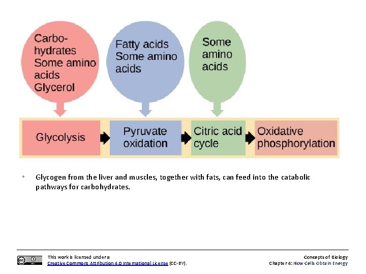  • Glycogen from the liver and muscles, together with fats, can feed into