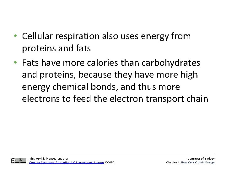  • Cellular respiration also uses energy from proteins and fats • Fats have