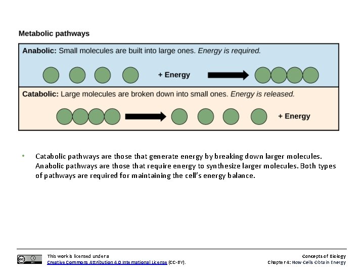  • Catabolic pathways are those that generate energy by breaking down larger molecules.