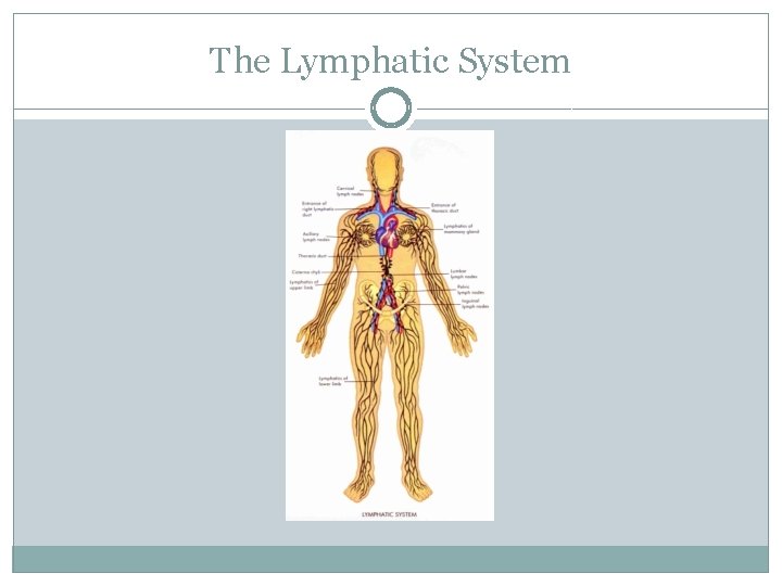 The Lymphatic System 