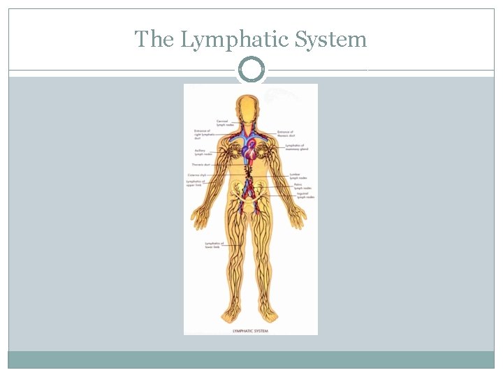 The Lymphatic System 