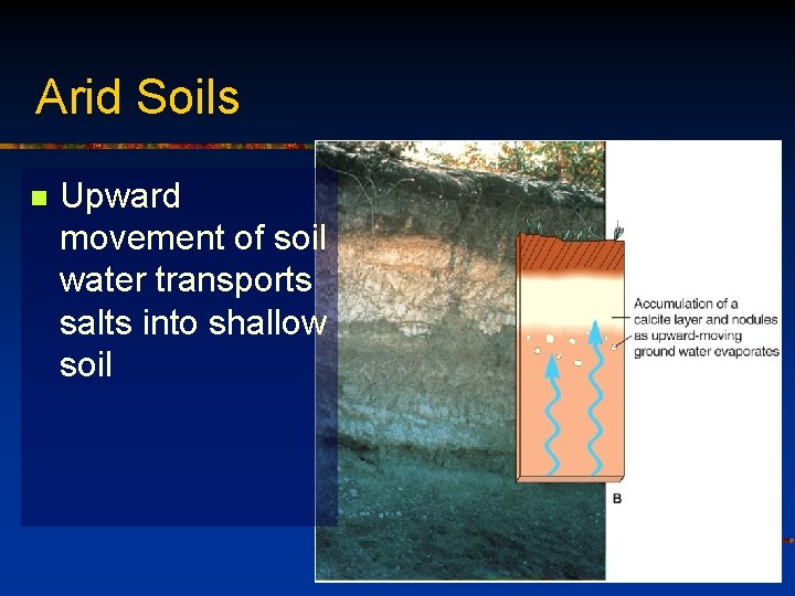 Arid Soils n Upward movement of soil water transports salts into shallow soil 