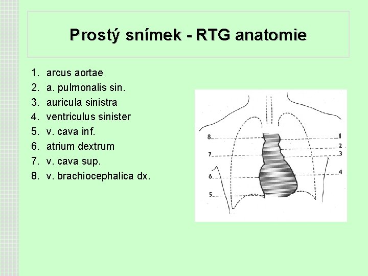 Prostý snímek - RTG anatomie 1. 2. 3. 4. 5. 6. 7. 8. arcus