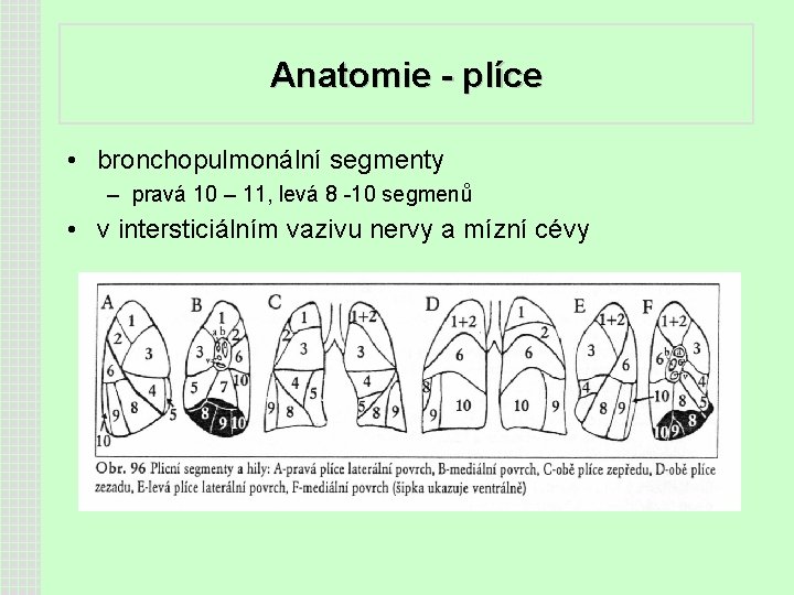 Anatomie - plíce • bronchopulmonální segmenty – pravá 10 – 11, levá 8 -10