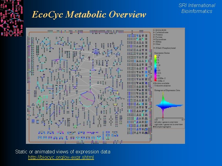 Eco. Cyc Metabolic Overview Static or animated views of expression data http: //biocyc. org/ov-expr.