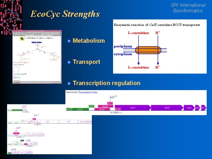 Eco. Cyc Strengths l Metabolism l Transport l Transcription regulation SRI International Bioinformatics 