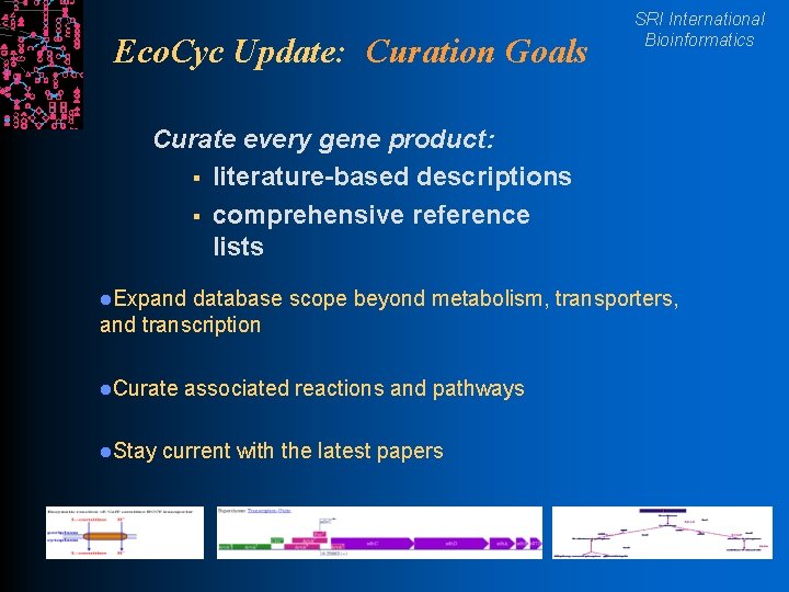 Eco. Cyc Update: Curation Goals SRI International Bioinformatics Curate every gene product: § literature-based