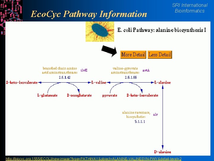 Eco. Cyc Pathway Information SRI International Bioinformatics http: //biocyc. org: 1555/ECOLI/new-image? type=PATHWAY&object=ALANINE-VALINESYN-PWY&detail-level=2 