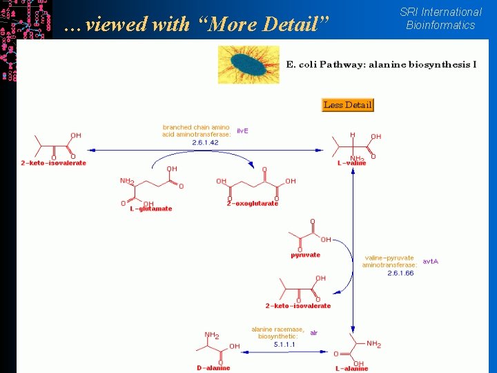 …viewed with “More Detail” SRI International Bioinformatics 