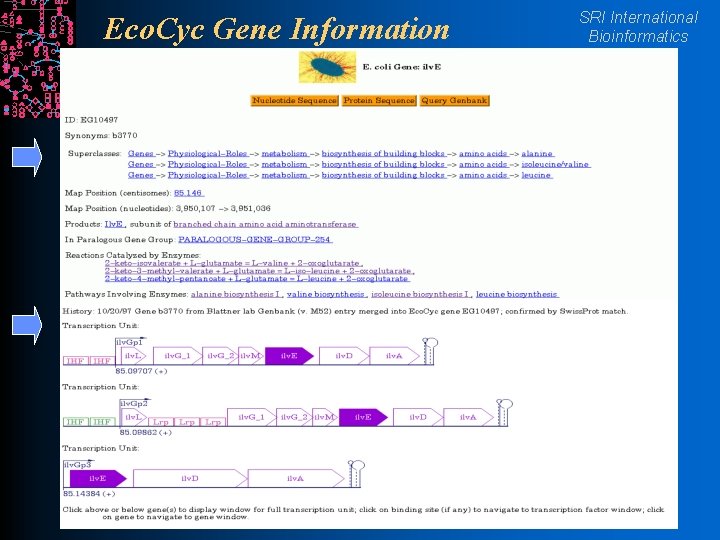 Eco. Cyc Gene Information SRI International Bioinformatics 