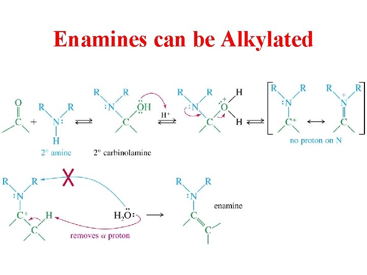 Enamines can be Alkylated 