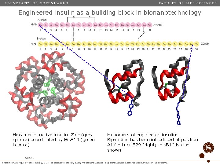 Engineered insulin as a building block in bionanotechnology Hexamer of native insulin. Zinc (grey