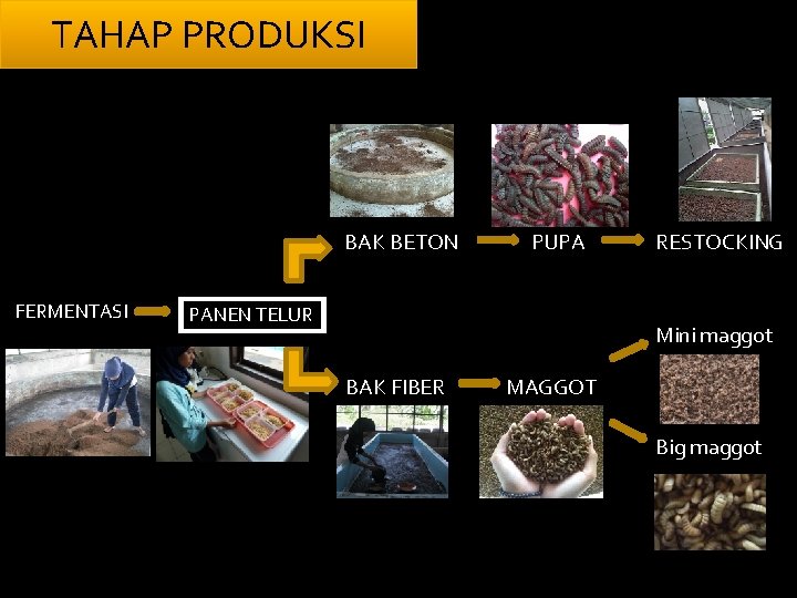 TAHAP PRODUKSI BAK BETON FERMENTASI PUPA PANEN TELUR RESTOCKING Mini maggot BAK FIBER MAGGOT