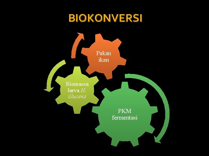 BIOKONVERSI Pakan ikan Biomassa larva H. illucens PKM fermentasi 