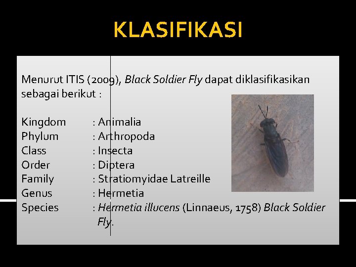 KLASIFIKASI Menurut ITIS (2009), Black Soldier Fly dapat diklasifikasikan sebagai berikut : Kingdom Phylum