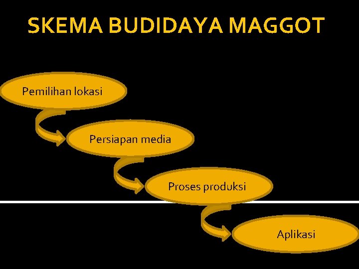 SKEMA BUDIDAYA MAGGOT Pemilihan lokasi Persiapan media Proses produksi Aplikasi 